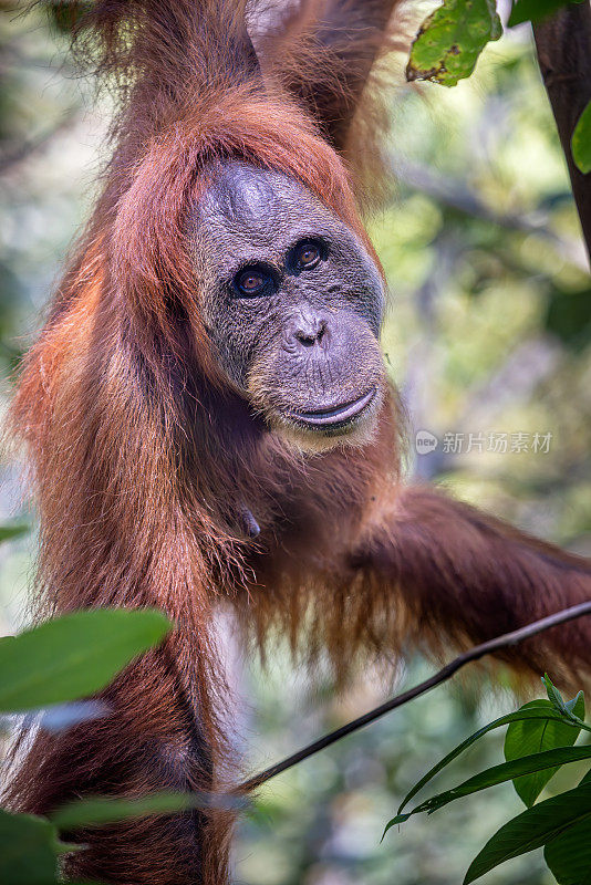 一只苏门答腊猩猩，Pongo abelii挂在树上看着镜头